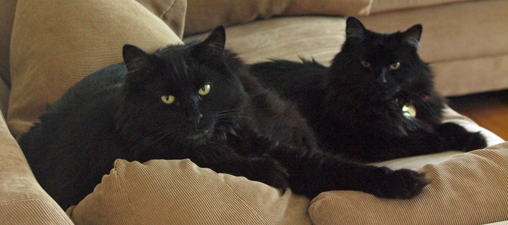 Tartufo and Tiramisu, two black cats